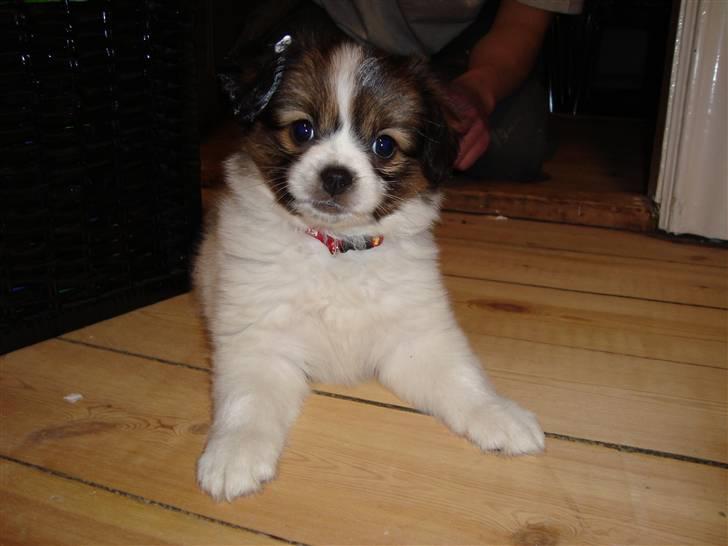 Blanding af racer Pekingeser/papillon - Slemme Bianca var løbet ind i en nymalet dørkarm og fik lidt maling på øret :D  billede 7