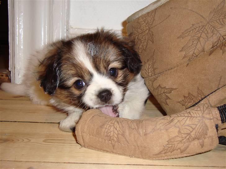 Blanding af racer Pekingeser/papillon - Bider i sin elskede taske :) billede 8