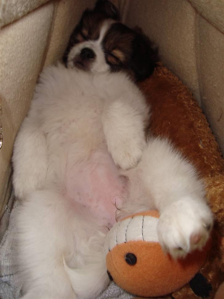Blanding af racer Pekingeser/papillon - Bianca sover i sin taske :) billede 9