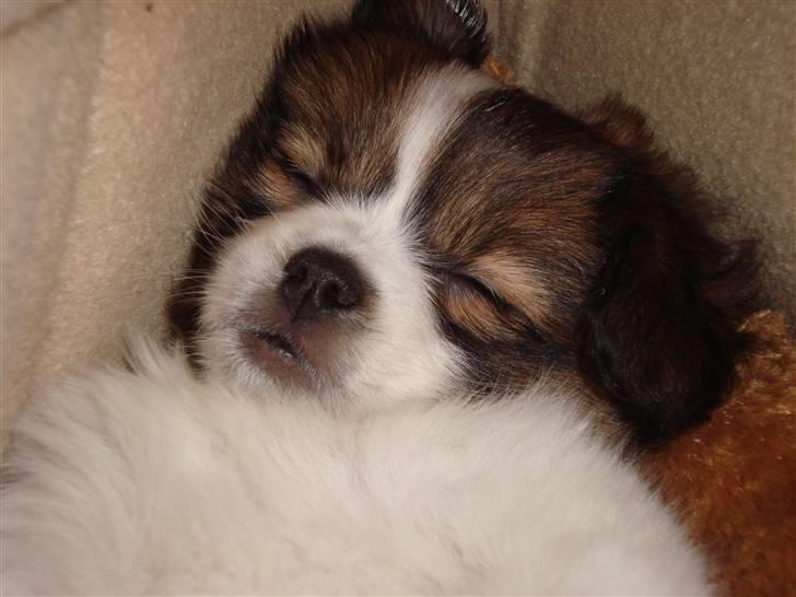 Blanding af racer Pekingeser/papillon - Lille Bianca baby sover :) billede 10