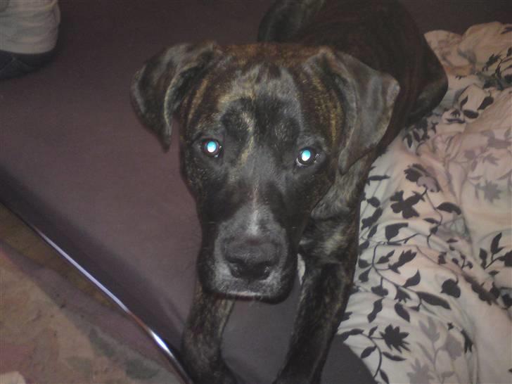 Blanding af racer Rex billede 12