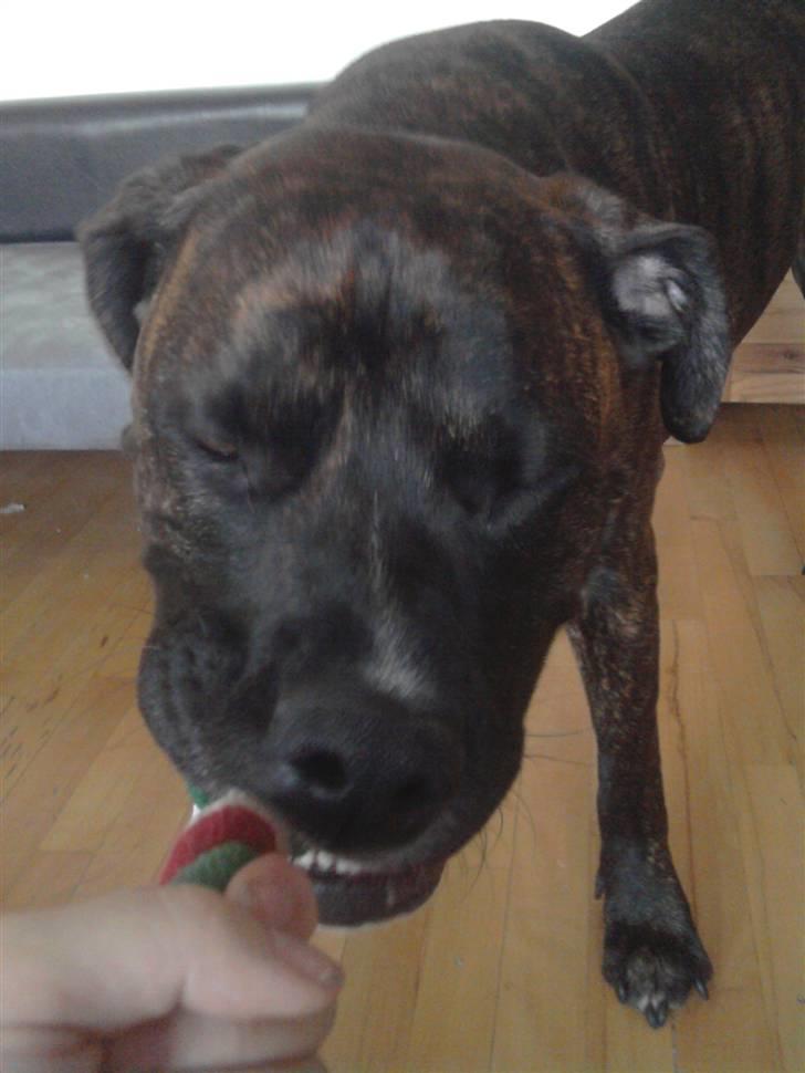 Blanding af racer Rex billede 14