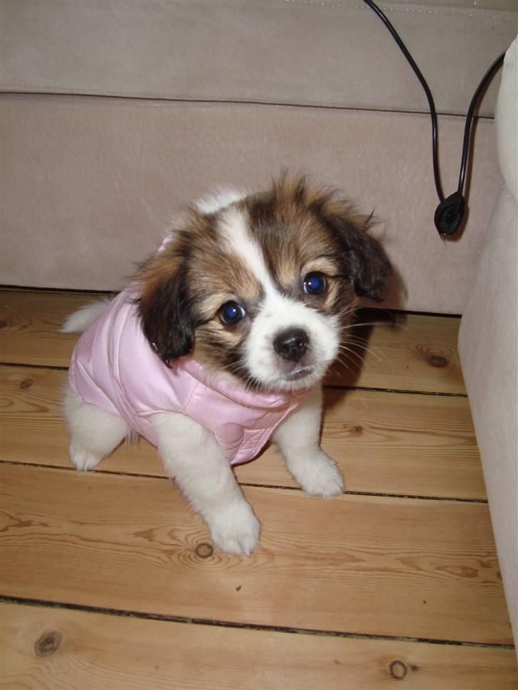Blanding af racer Pekingeser/papillon - Bianca i sin lille jakke :) billede 11