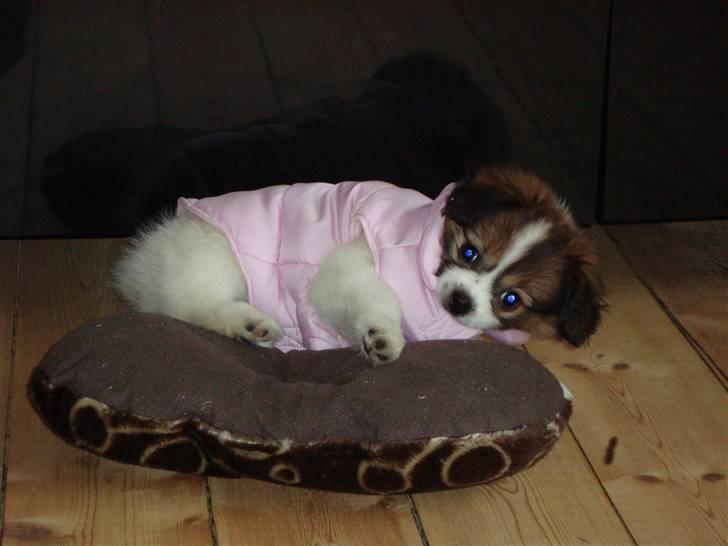 Blanding af racer Pekingeser/papillon - Bianca der leger med hynden fra sin kurv :) billede 12