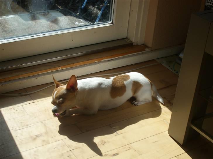 Chihuahua Fucchi billede 7