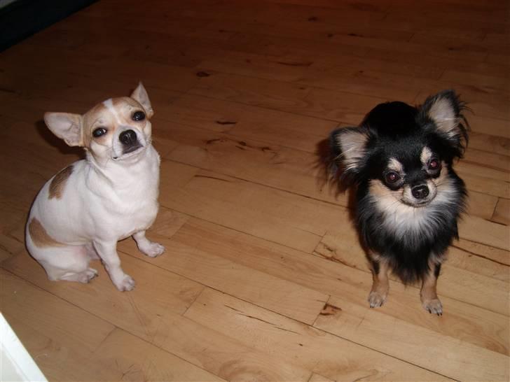 Chihuahua Fucchi billede 8