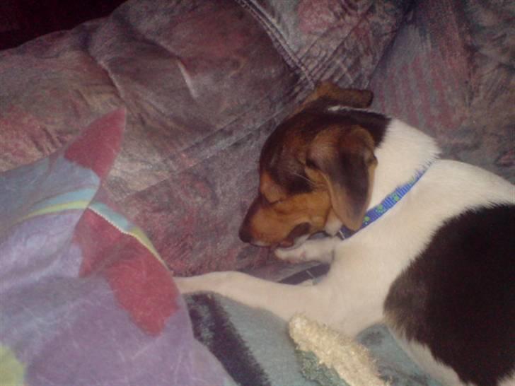 Blanding af racer foxterrier ( Snubbie) - Der sover den da sødt :D billede 1