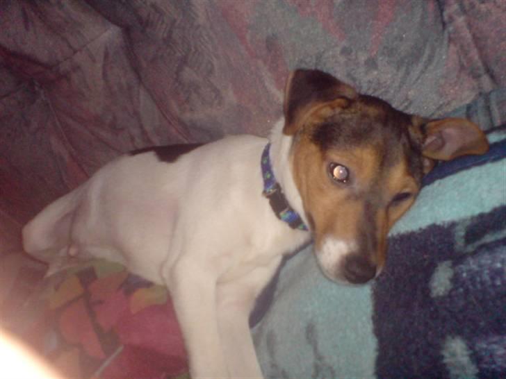 Blanding af racer foxterrier ( Snubbie) - Sover igen ( : næsten da billede 2