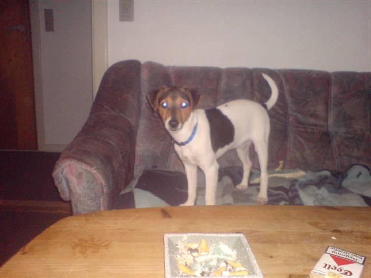 Blanding af racer foxterrier ( Snubbie) - Så er den klar til at lege igen :D billede 3