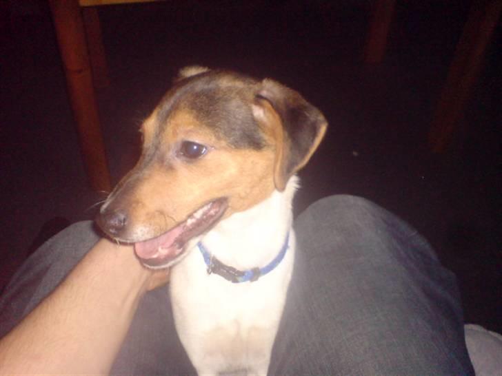 Blanding af racer foxterrier ( Snubbie) - Sød lille hund da :D  billede 4