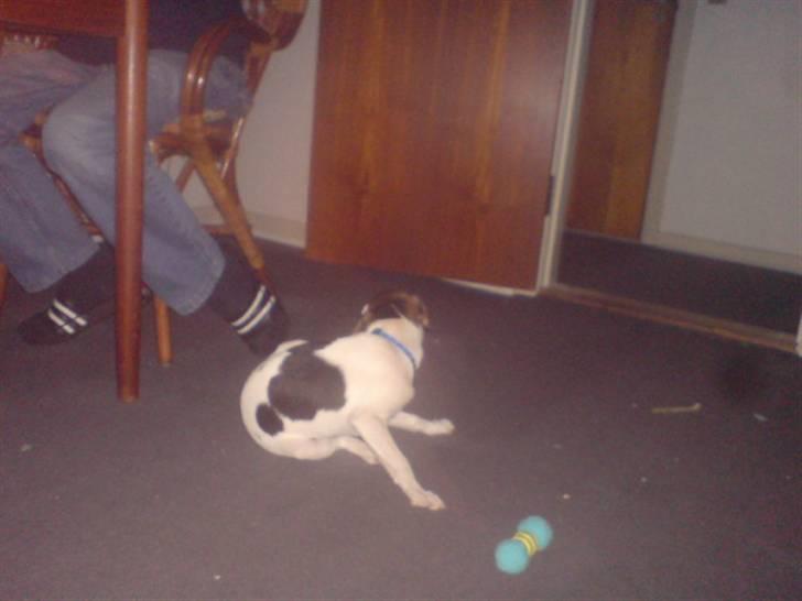 Blanding af racer foxterrier ( Snubbie) - Her ser vi dens pive dyr, som vi aldrig høre pive ( : billede 5