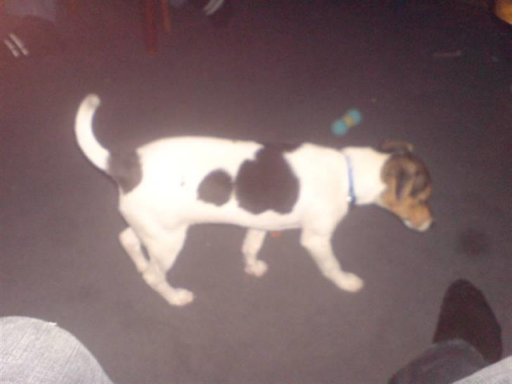 Blanding af racer foxterrier ( Snubbie) - Den er da lidt lang benet ( : billede 6