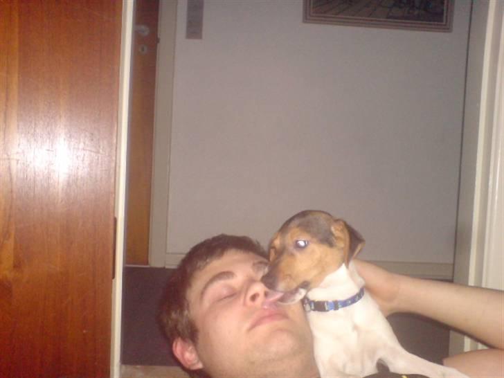 Blanding af racer foxterrier ( Snubbie) - NIX ikk bide i øret !  billede 7