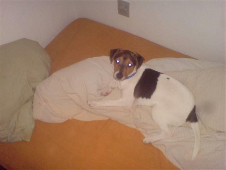 Blanding af racer foxterrier ( Snubbie) - Her sover den så i min seng ( : luksusdyr ( : billede 8