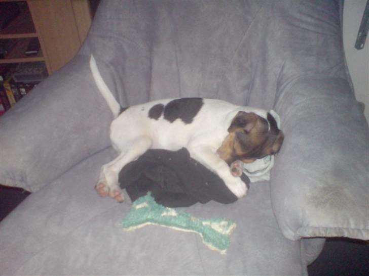 Blanding af racer foxterrier ( Snubbie) - Læg mærke til halen, sådan er den begyndt at stå når den sover lige op i luften !  billede 9