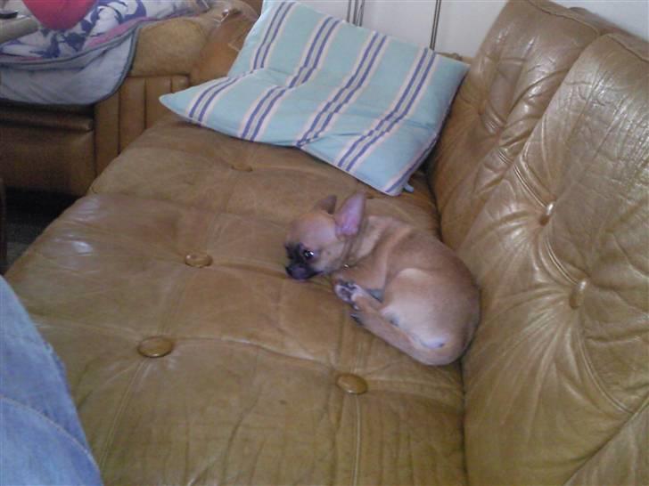 Chihuahua Pedro  billede 2