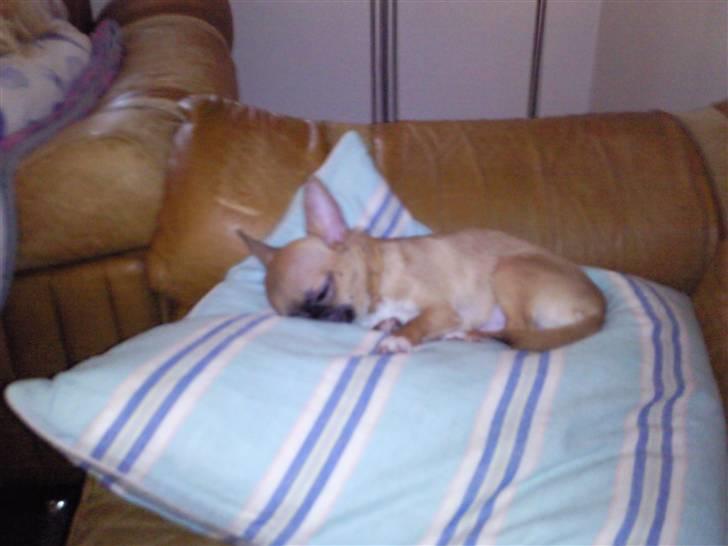 Chihuahua Pedro  billede 3