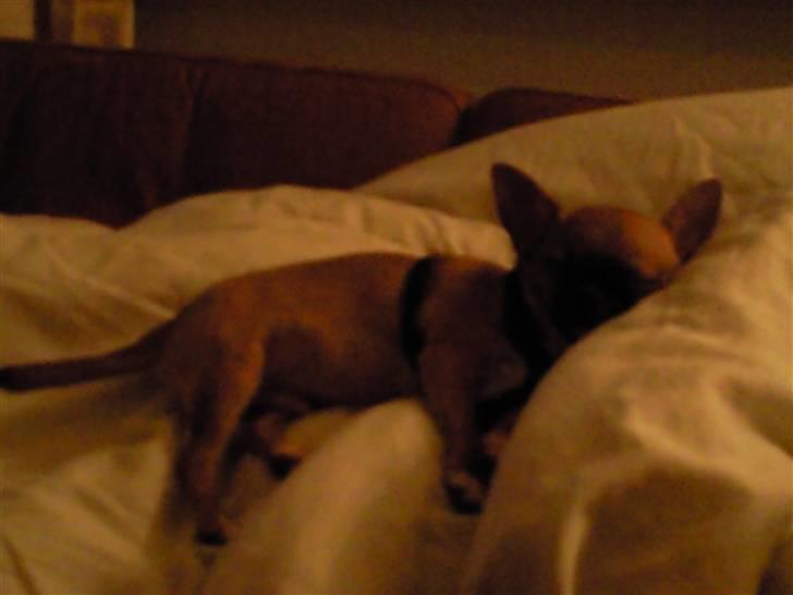 Chihuahua Pedro  billede 4