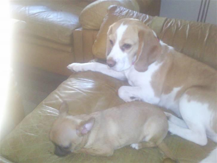 Chihuahua Pedro  billede 5