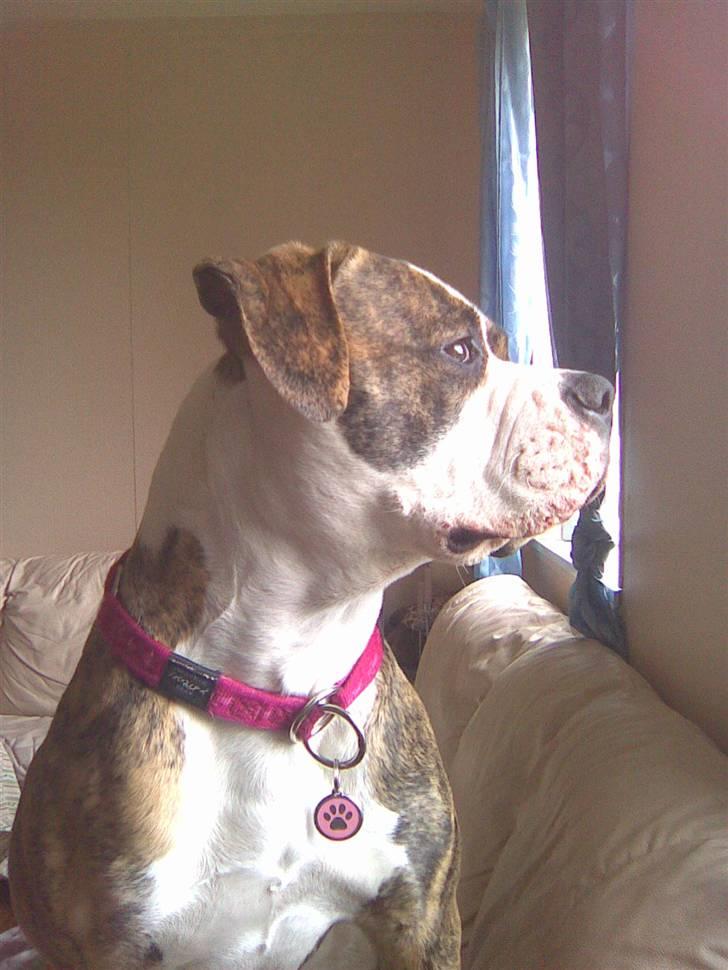 Amerikansk bulldog Pink. R.I.P 27/7-09 billede 14