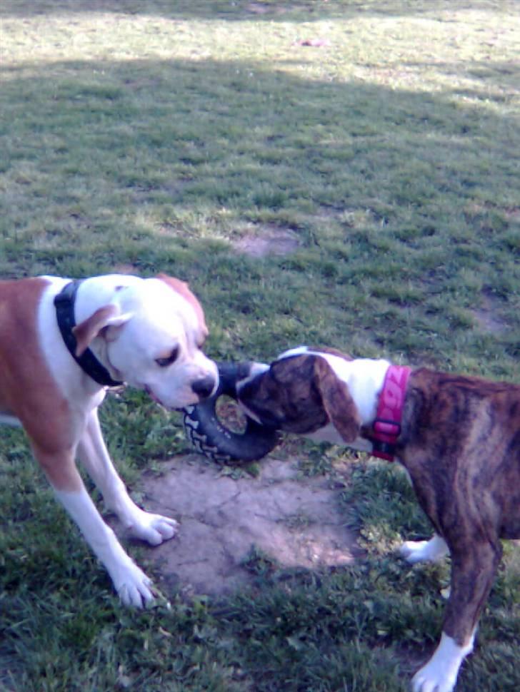 Amerikansk bulldog Diesel *R.I.P* billede 10