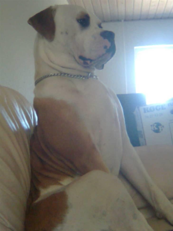 Amerikansk bulldog Diesel *R.I.P* billede 11