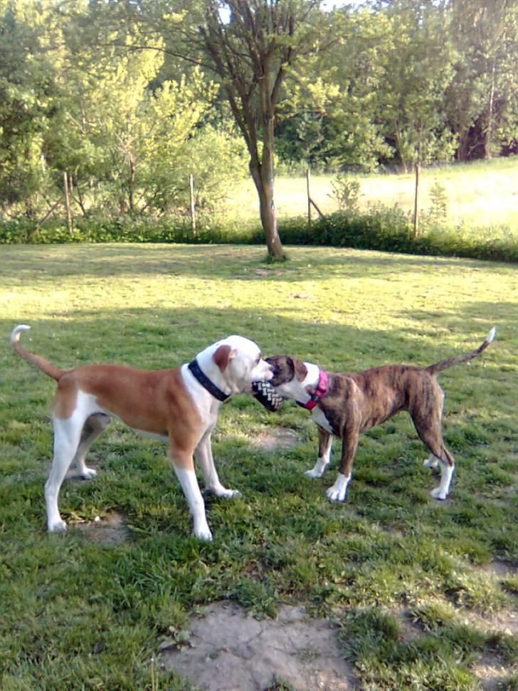 Amerikansk bulldog Diesel *R.I.P* billede 12