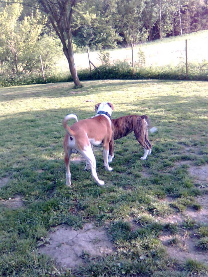 Amerikansk bulldog Diesel *R.I.P* billede 13