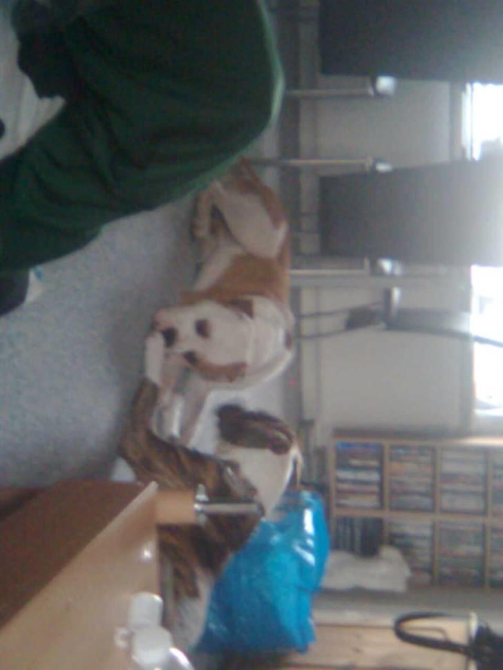 Amerikansk bulldog Diesel *R.I.P* billede 14