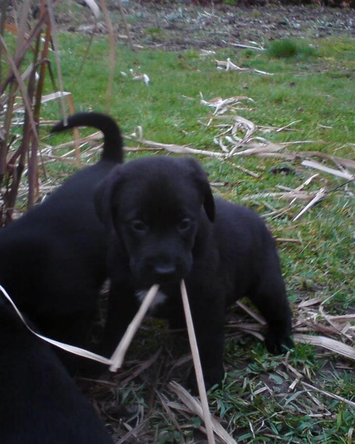 Labrador retriever joey - joey ca. 6-7 uger gammel billede 1