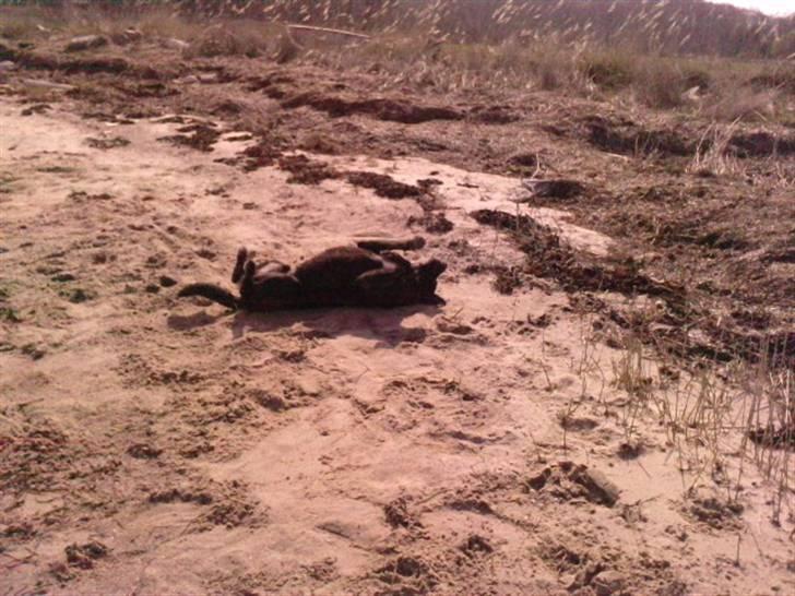 Labrador retriever joey - så blir der rullet i sandet maj 2010 billede 2