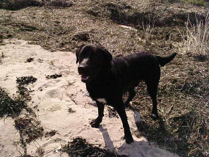 Labrador retriever joey - maj 2010 billede 3