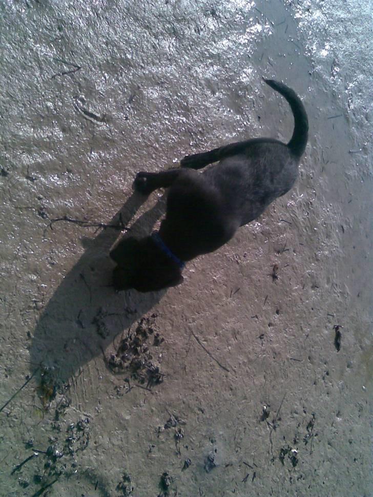 Labrador retriever joey - 4/4 billede 4