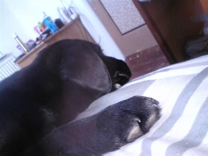 Labrador retriever joey billede 5