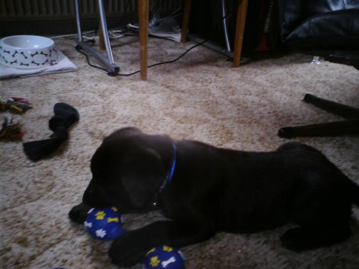 Labrador retriever joey billede 6