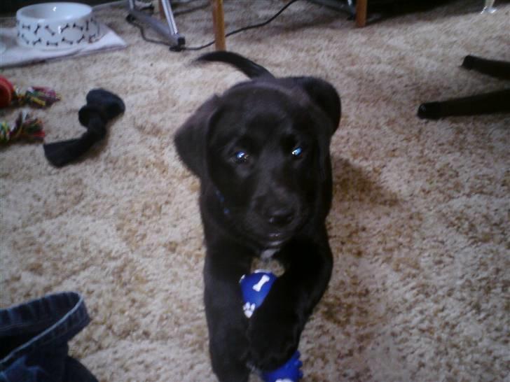 Labrador retriever joey - joey 8 uger gl og en dg. 27/3 billede 7