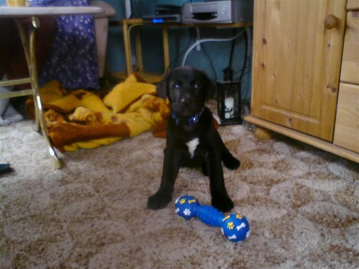 Labrador retriever joey - joey 8 uger gl og en dg. 27/3 billede 8