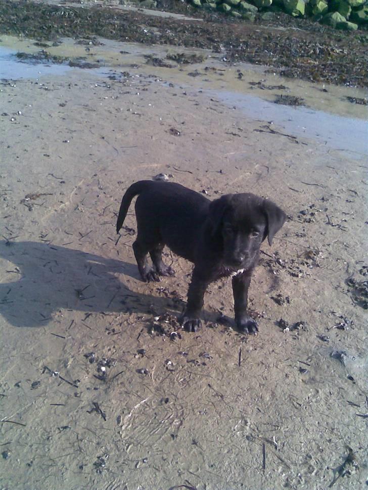 Labrador retriever joey - 4/4 billede 9