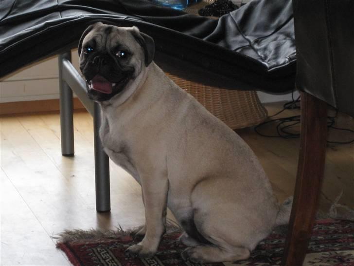 Blanding af racer Thor Mops/Engelsk Bulldog - Jeg har det skønt! (-: billede 10