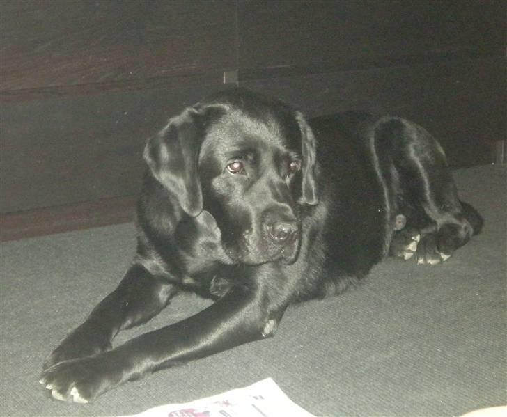 Labrador retriever Max <3 Himmelhund - Max billede 1