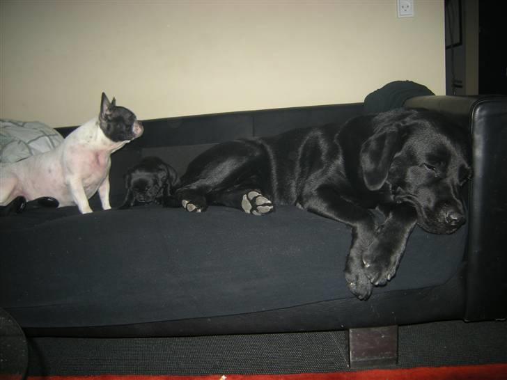 Labrador retriever Max <3 Himmelhund - Mor, Far og baby billede 2