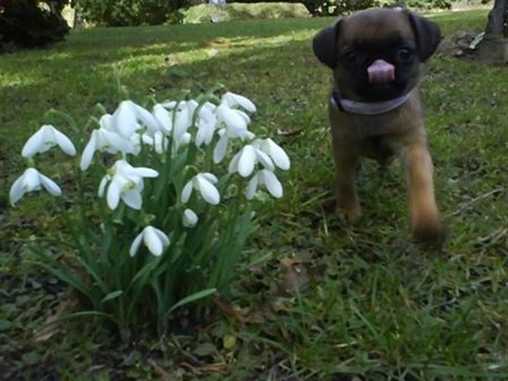 Blanding af racer Oda billede 7