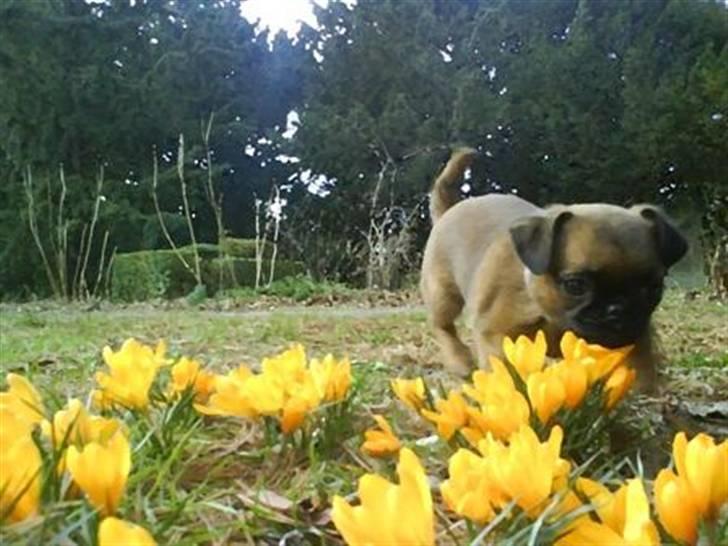 Blanding af racer Oda billede 8