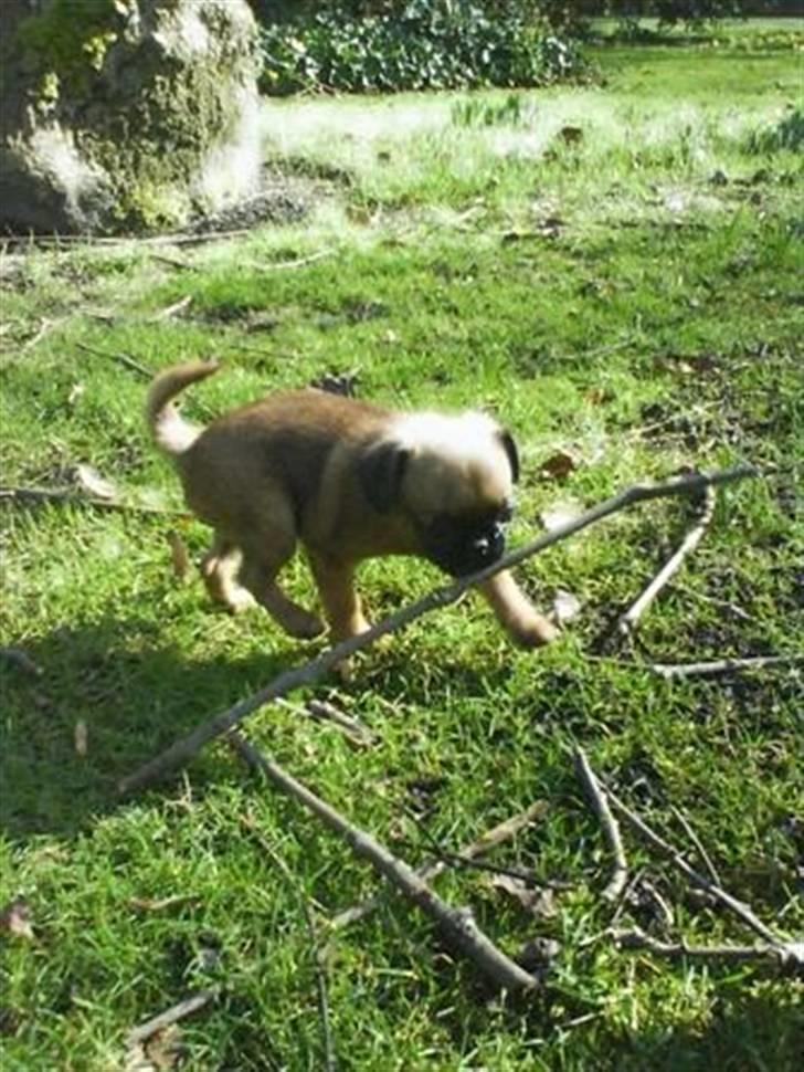 Blanding af racer Oda billede 9