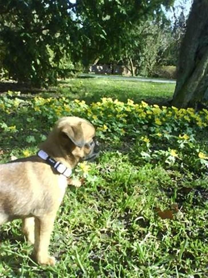 Blanding af racer Oda billede 10