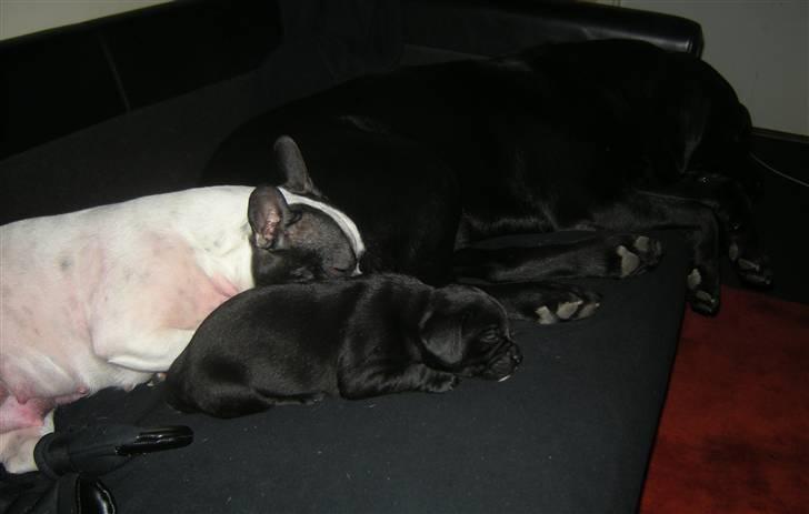 Labrador retriever Max <3 Himmelhund - Mor, Far og baby billede 3