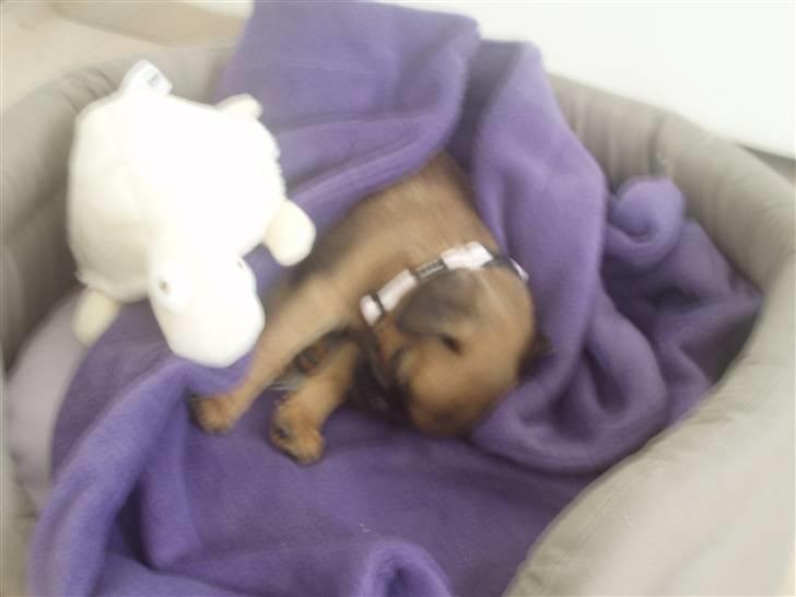 Blanding af racer Oda billede 11