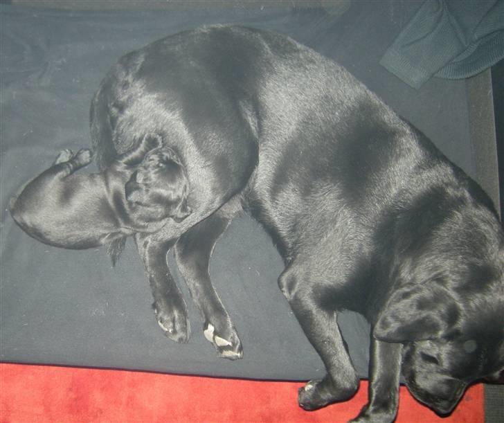 Labrador retriever Max <3 Himmelhund - Far og søn  (^^,) billede 4