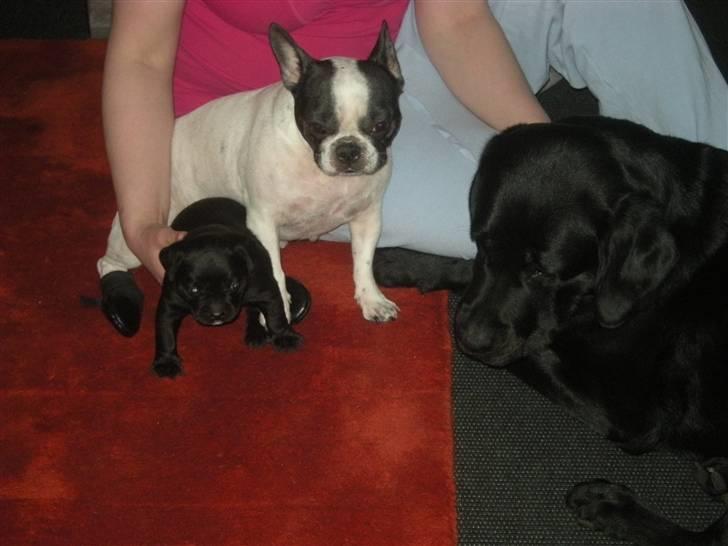 Labrador retriever Max <3 Himmelhund - Den lille familie  samlet :) billede 5