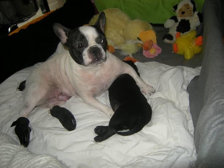 Boston terrier Zena - Zena passer på Mario :)= billede 9